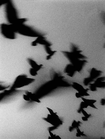 Flying_birds
