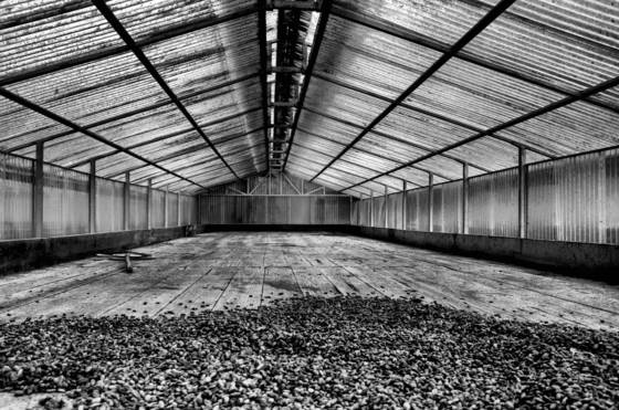Cocoa_bean_drying