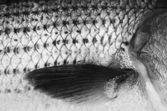 Striper
