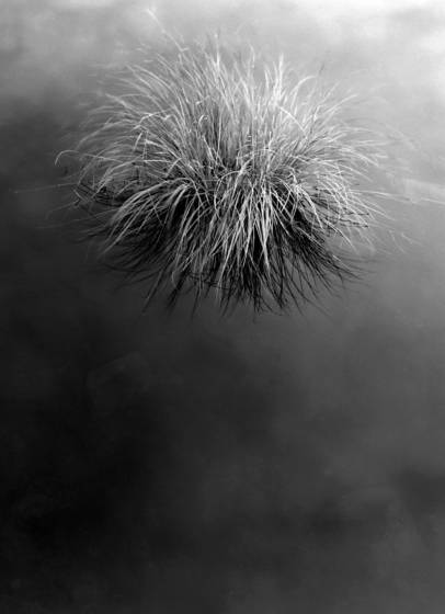 Grass
