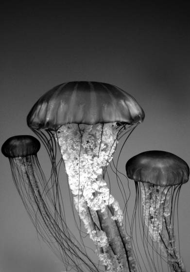 Jelly_fish_study_tif
