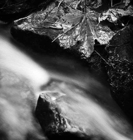 The_stream_flows_and_leaves_and_needles_fall