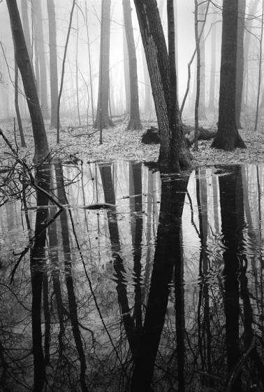 Fog_2