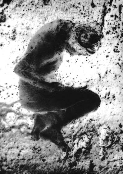 Cocoon_1