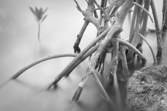Mangrove_garden_2
