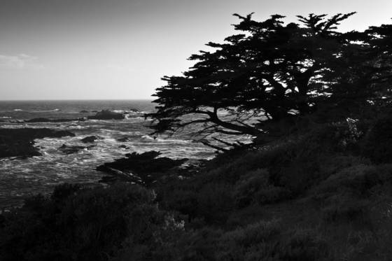Cypress_at_sunset