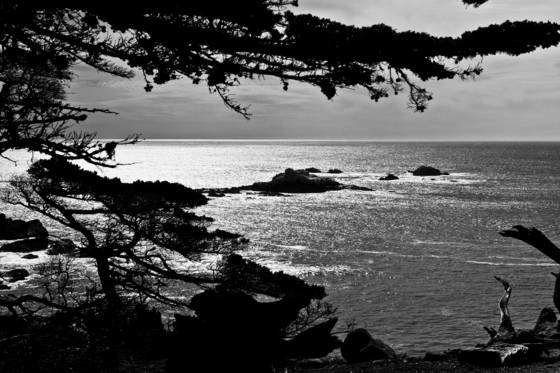 Monterey_cypress
