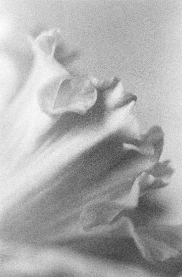 Daffodil_1