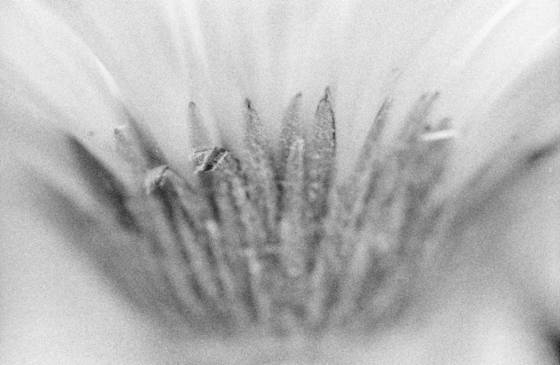 Yellow_gerbera_daisy