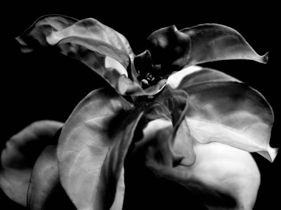 Drake_s_flower