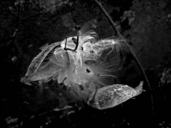 Milkweed_1