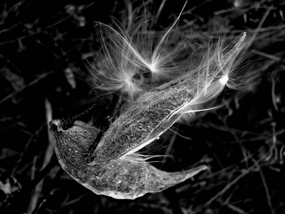 Milkweed_2