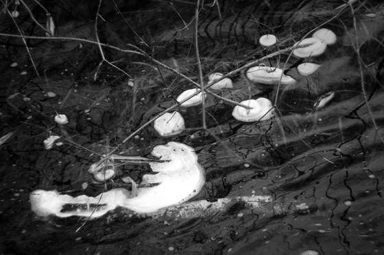 Beaver_dam