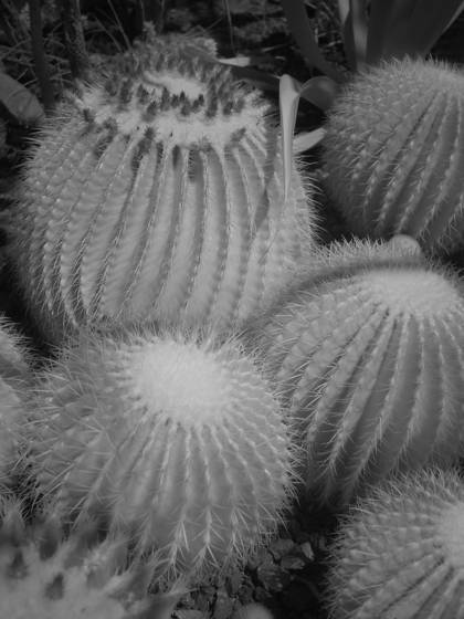 Barrel_cactus
