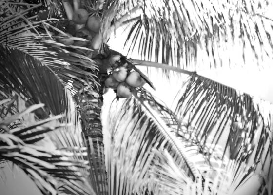 Coconut_palms