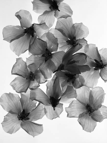 Floating_flowers