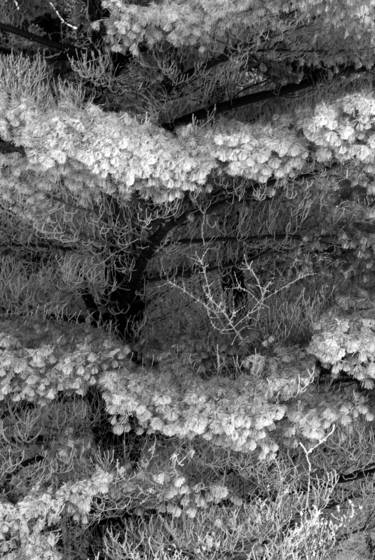 Frost_on_the_pines