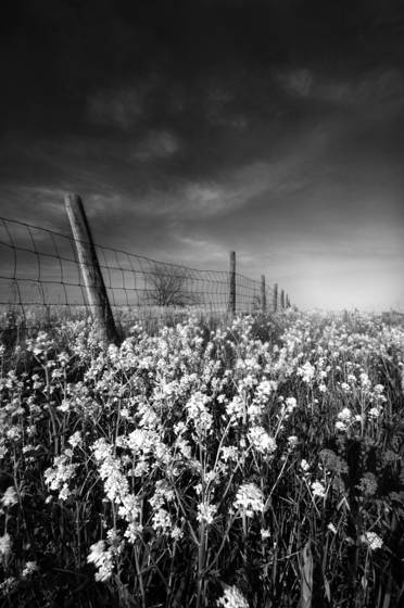 Meadow