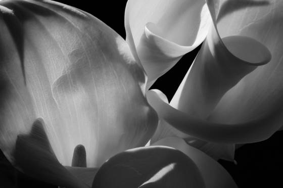 Calla_lilies_in_afternoon_sunlight