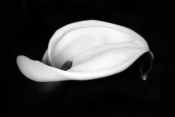 Early_morning_calla
