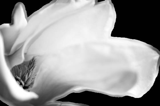 Magnolia_for_imogen