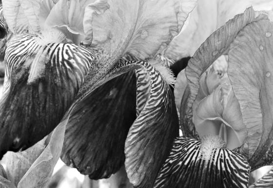Watercolor_irises