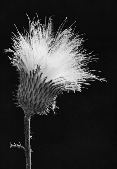 Texas_thistle