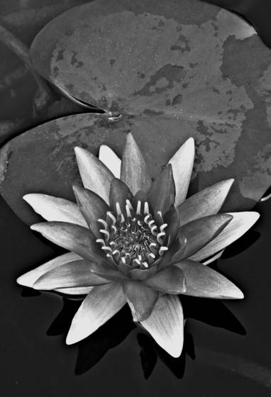 Water_lilly