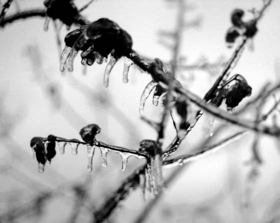 Frozen_blossoms
