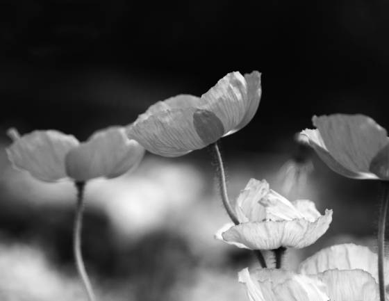 Poppy