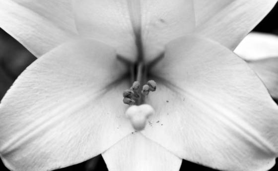 Stamen
