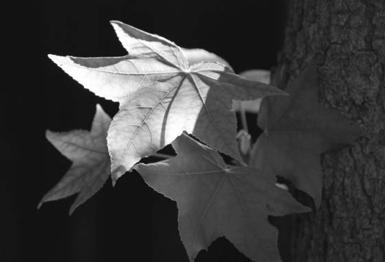 Maple_leaf
