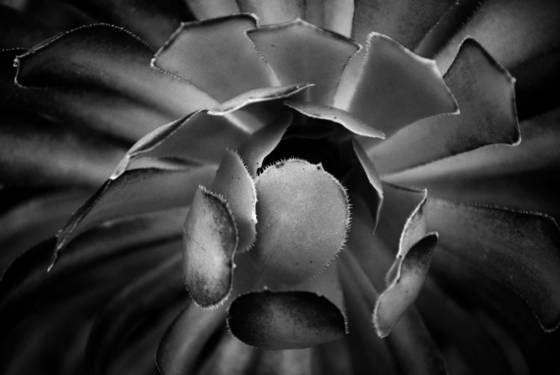 Succulent
