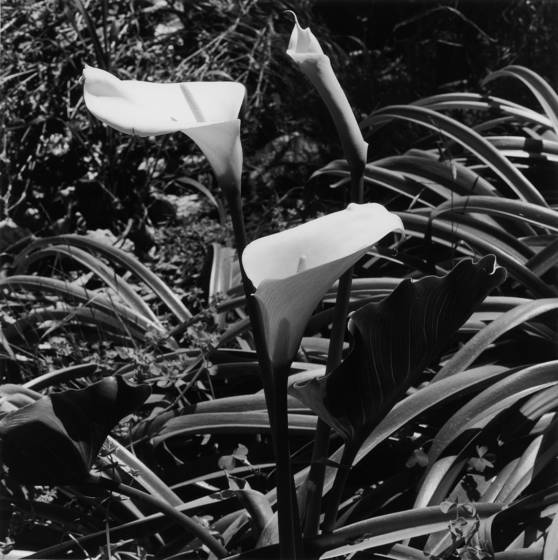 Calla_lilies