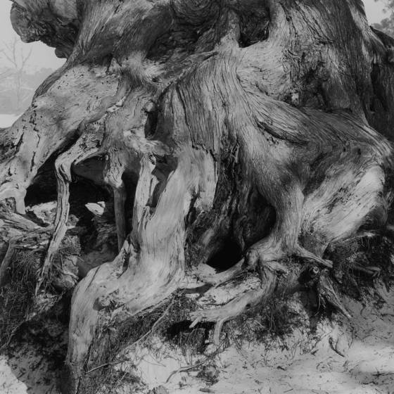 Cypress_roots