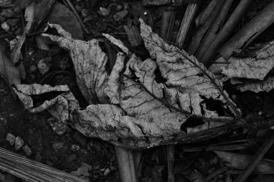 Untitled_5