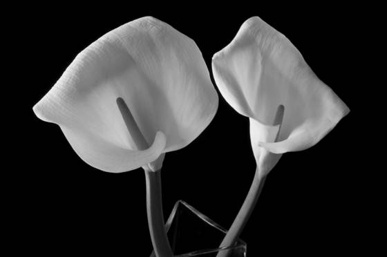 Lillies