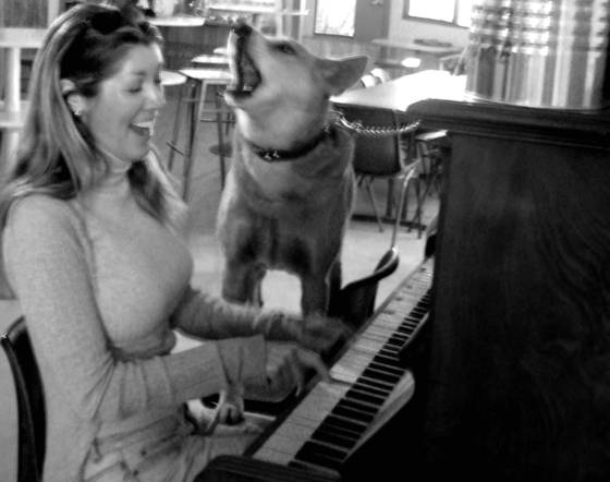 Singing_dingo_dog