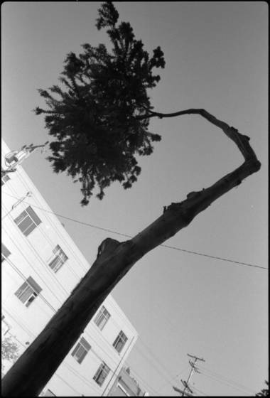 Elbow_tree