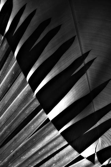 Palm_shadow