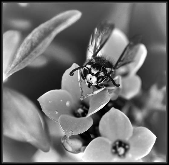 Hungry_bee