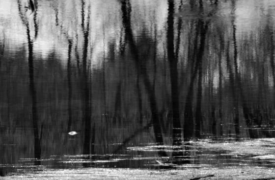 Swamp_wade_10