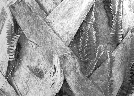 Textures_in_palm_and_fern