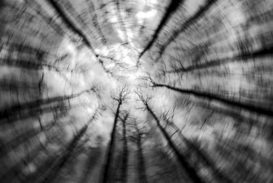 My_trees