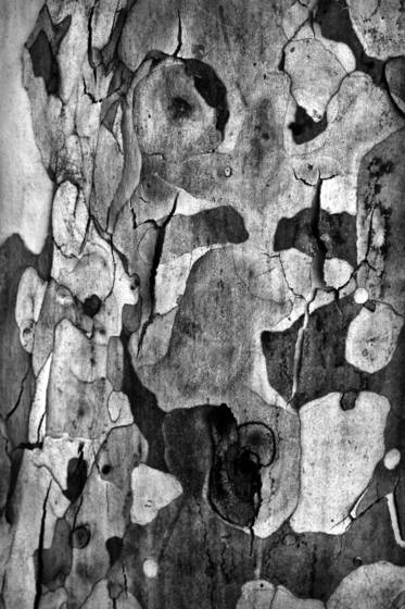 Shedding_bark_10