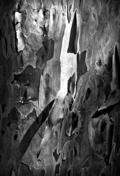 Shedding_bark_9