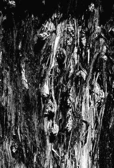 Face_in_the_wood_2