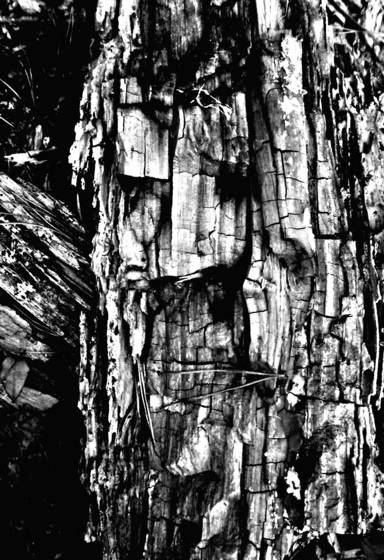 Face_in_the_wood_5
