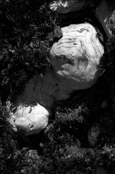 Root