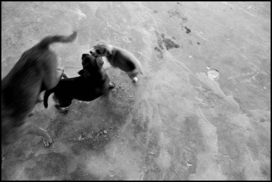 Dogs